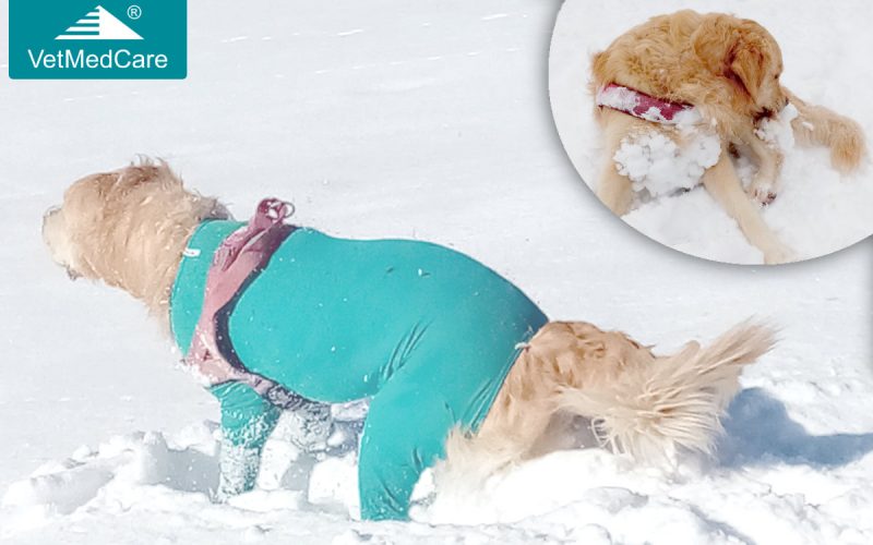 Dog fur snowballs snow lump in fur